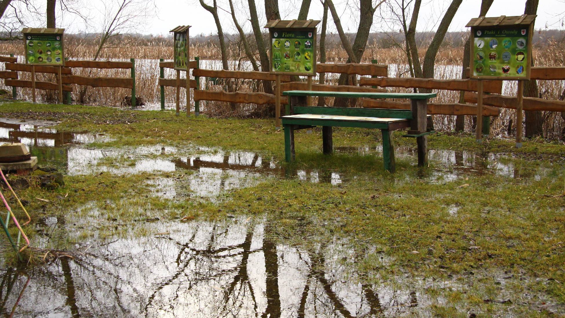 Fauna i flora Międzyodrza_6