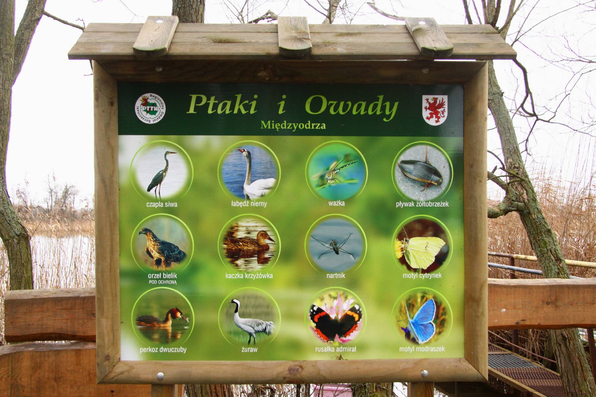 Fauna i flora Międzyodrza_3