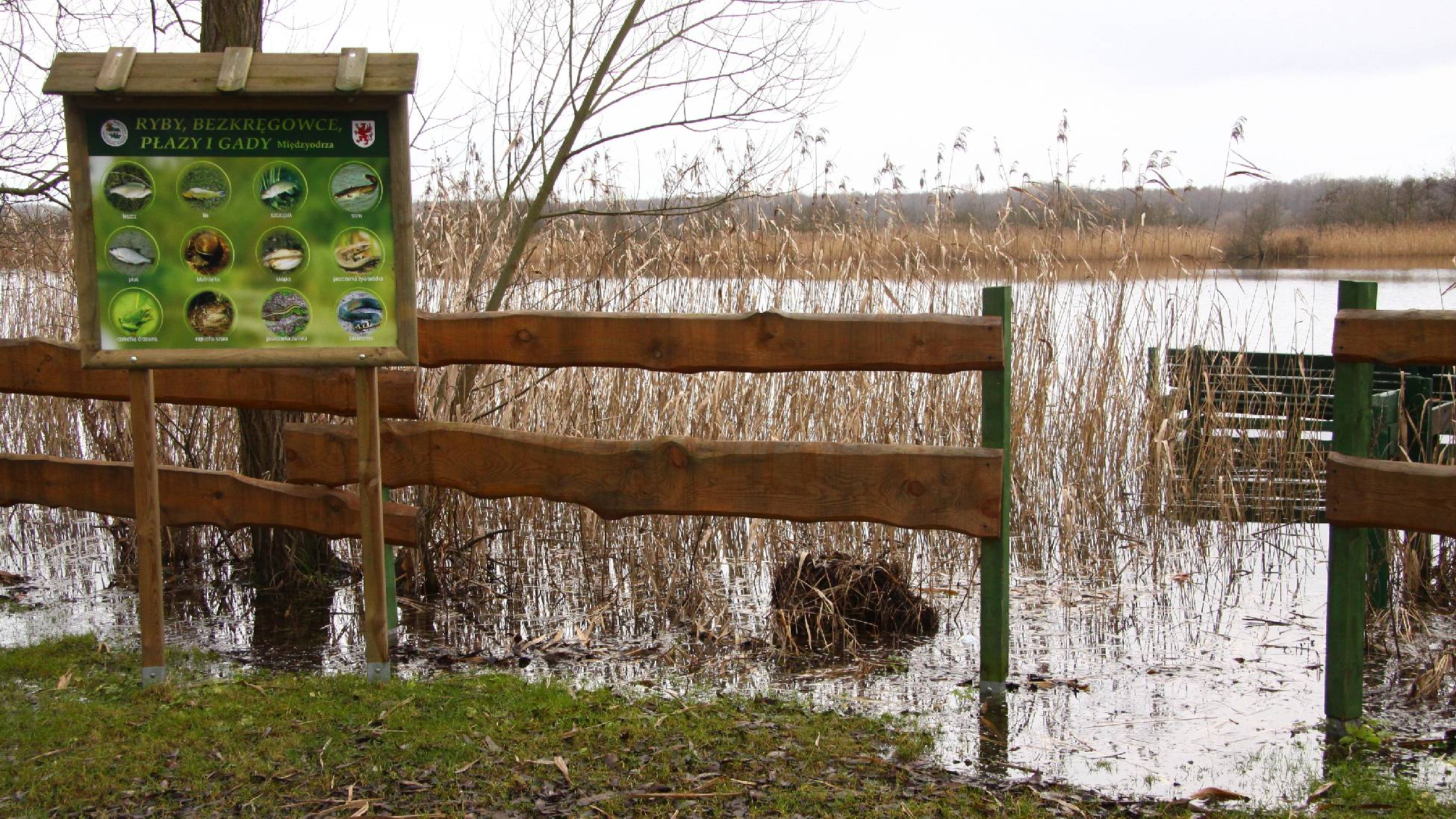 Fauna i flora Międzyodrza